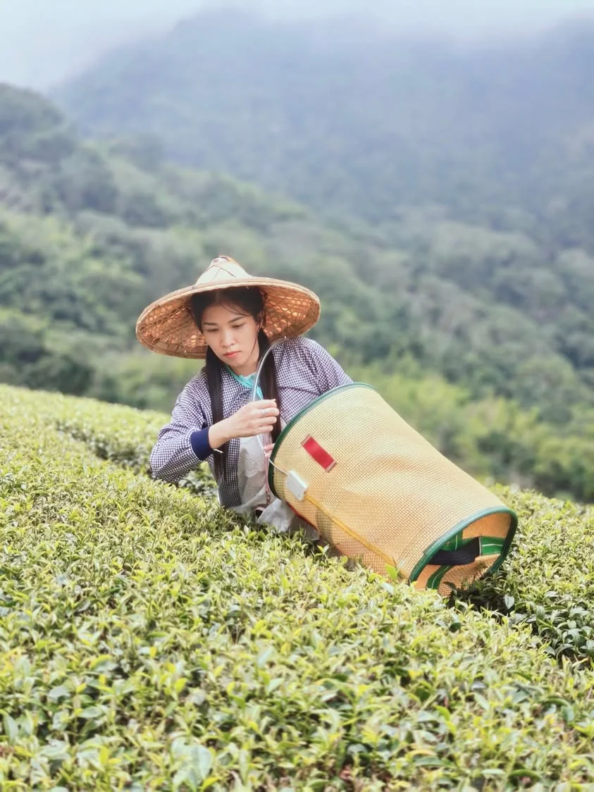 Vy Đan đội nón lá hái trà trên đồi trà Nam Đầu, Đài Loan