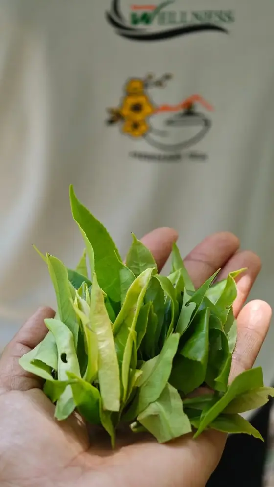 Búp trà tươi trên lòng bàn tay